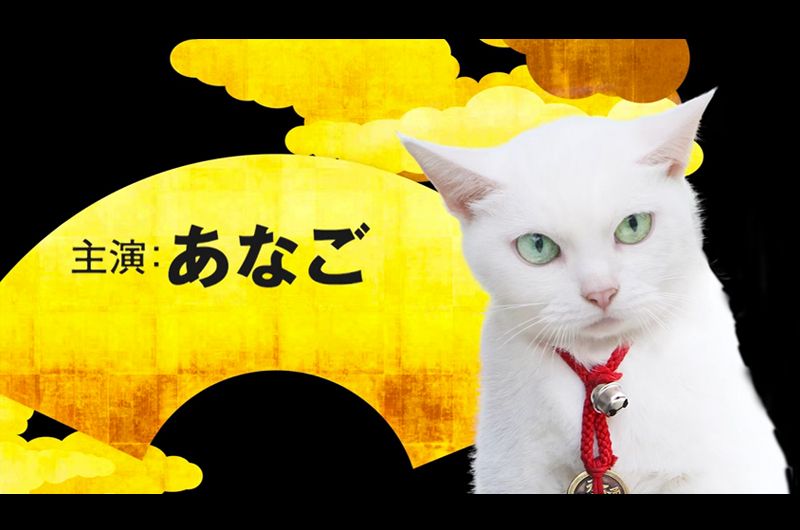 女優猫あなごさんの猫侍再び「猫侍玉之丞江戸へ行く」放送！明かされる玉之丞のルーツとは？